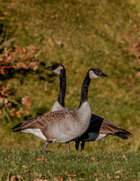 Canada geese perching on field