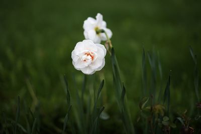 Close-up of white flowering plant on field