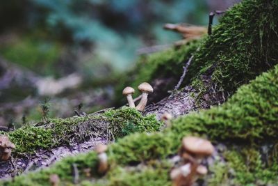 Close-up of mushroom growing on tree trunk