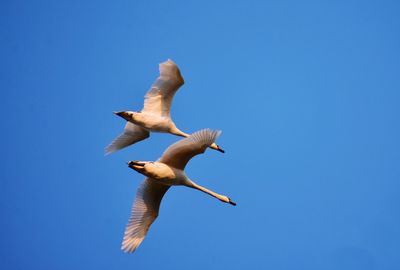 Couple of flying swans in the morning blue sky in gdynia