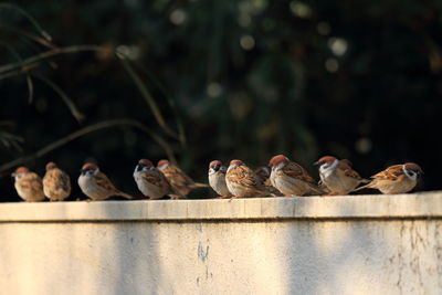 Sparrows sitting retaining wall