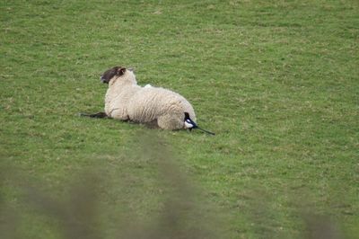 View of sheep on field