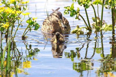View of bird in lake