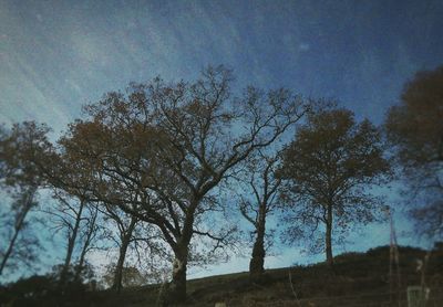 Trees against sky