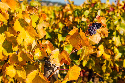 Close-up of grapes on yellow leaves on vine during autumn