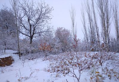 Snow covered bare trees on field against sky