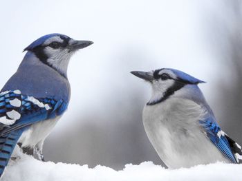 Close-up of two birds on snow