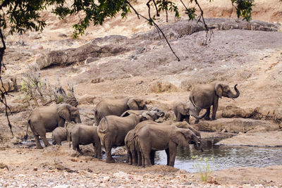 View of elephant drinking water in kruger national park