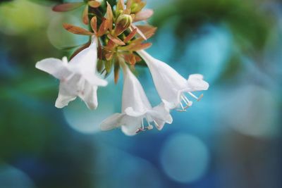 Close-up of white flowering plant