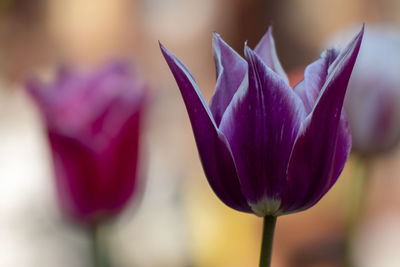 Close-up of purple crocus flower