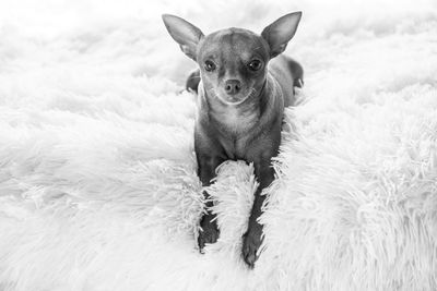 Portrait of dog relaxing on floor