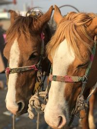 Close-up of horse