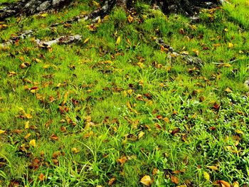 Plants growing on field