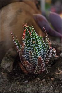 Close-up of prickly pear cactus