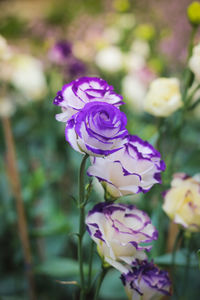 Close-up of purple flowering plant