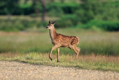 Deer standing on field