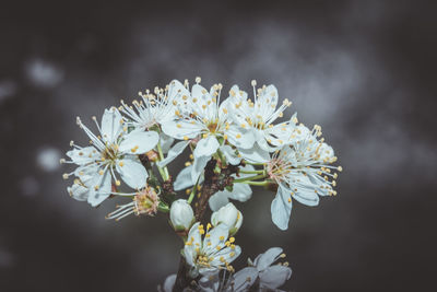 Close-up of white flowering plant