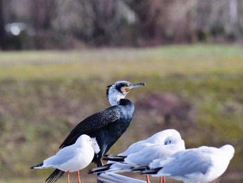 Birds perching on a bird