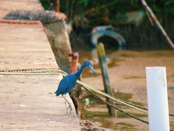 Bird perching on a railing