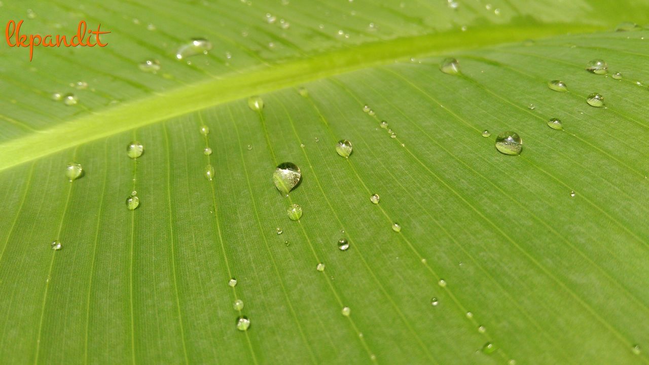 FULL FRAME SHOT OF GREEN LEAVES