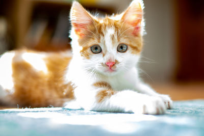 Close-up portrait of a kitten