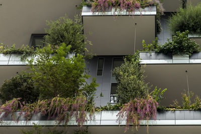 Trees and plants against building