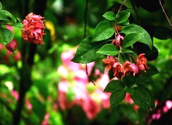 Close-up of red flower