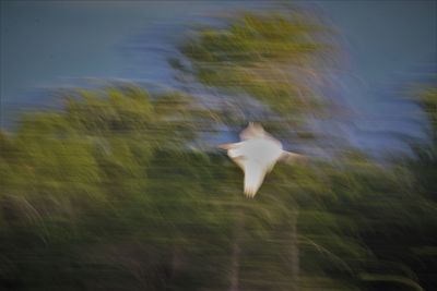 Blurred motion of a bird flying