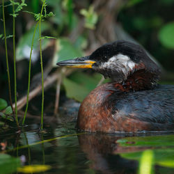 Close-up of bird in lake