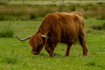 Horse in a field