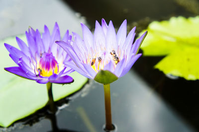 Close-up of bee on purple flower