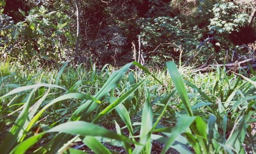 Plants growing in park