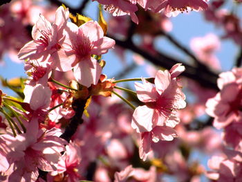 Close-up of pink cherry blossoms in spring