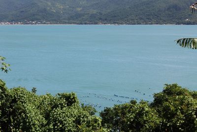 High angle view of sea and trees