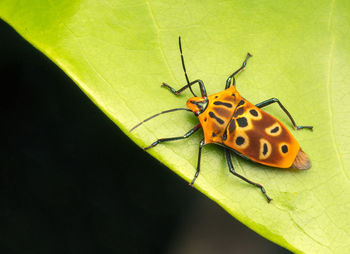 Close-up of insect on leaf