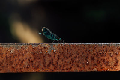 Close-up of butterfly on wall