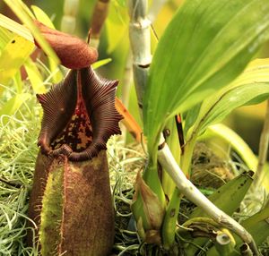 Close-up of plants growing in field