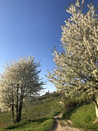 Fresh plants on field against clear sky