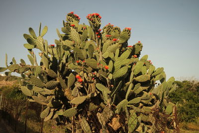 Close-up of succulent plant on field against sky