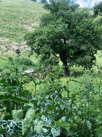 Flowering plants and trees on field