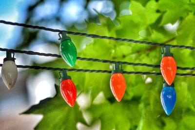 Close-up of berries hanging on tree