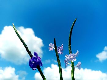 Low angle view of purple flowering plant against blue sky