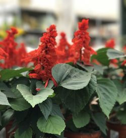 Close-up of red flowers