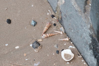High angle view of shells on sand