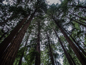 Low angle view of trees in forest