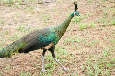 Side view of a bird on field