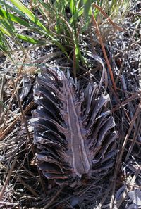 High angle view of dried plant on field