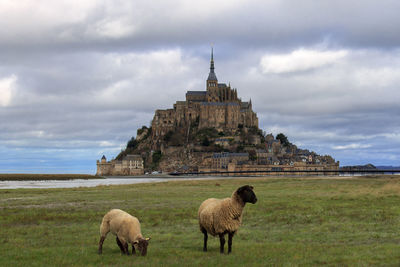 Sheep grazing against the mont saint michel