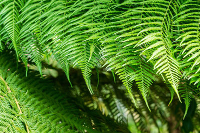 Close-up of fern leaves