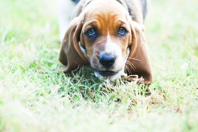 Close-up portrait of dog on grass